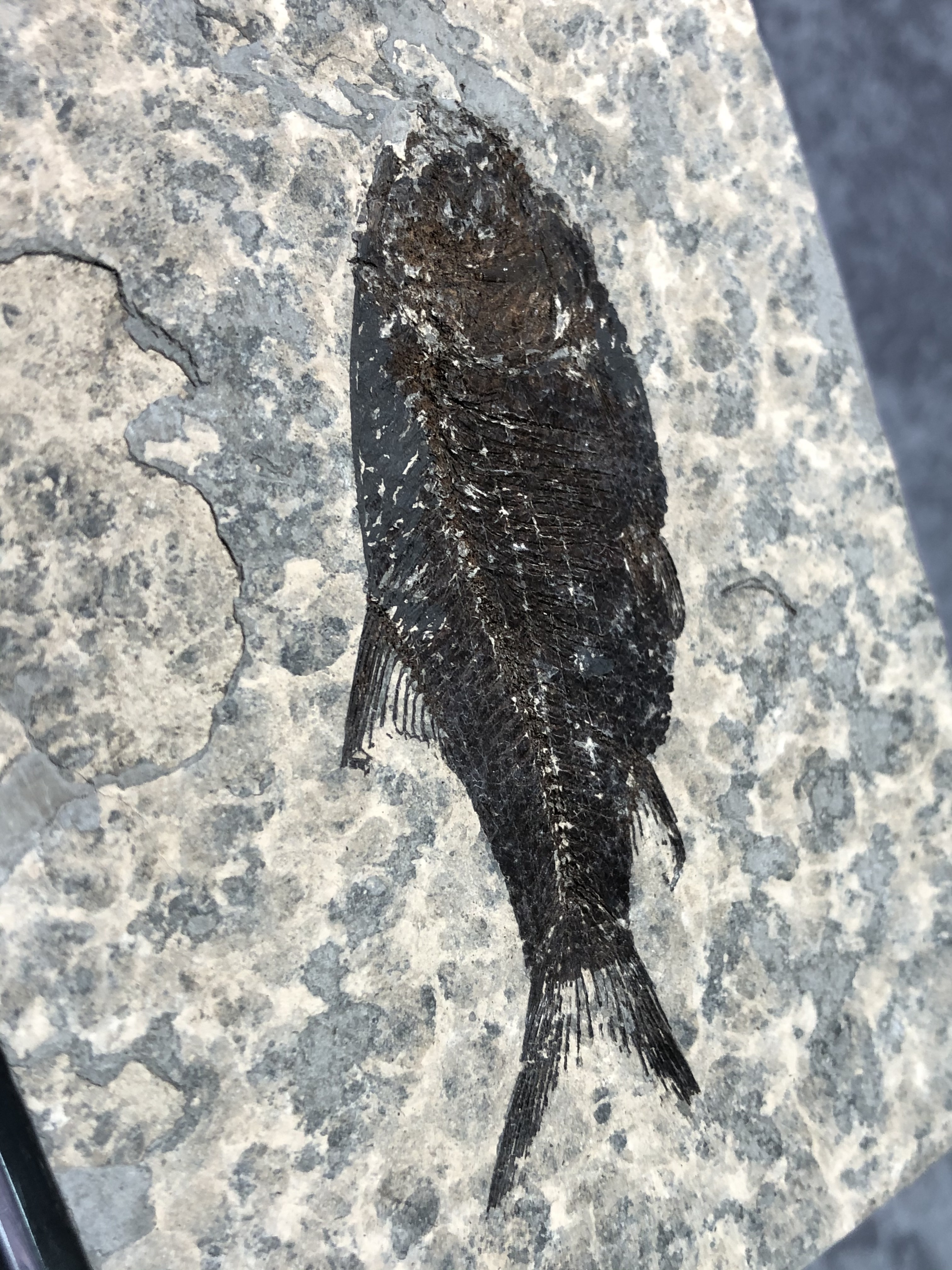 幻の魚　化石 江漢魚化石Jianghanichthys Fossil